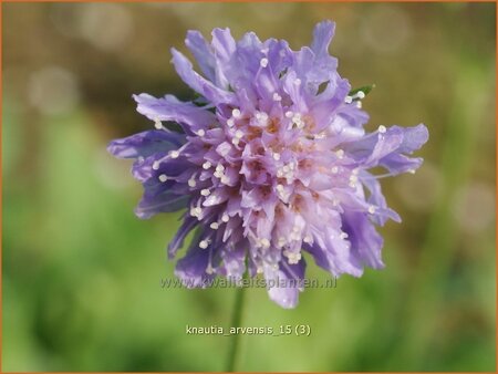 Knautia arvensis