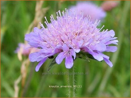 Knautia arvensis