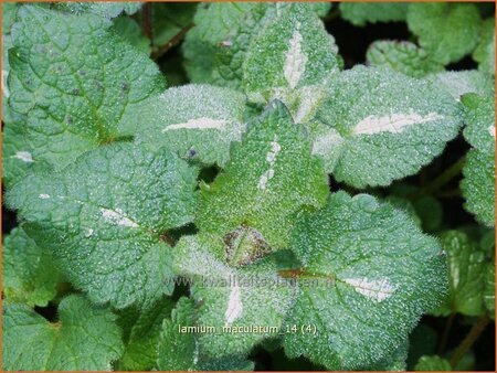 Lamium maculatum