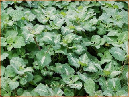 Lamium maculatum