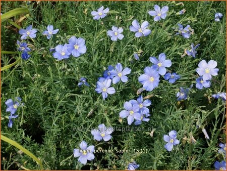Linum perenne 'Saphir'