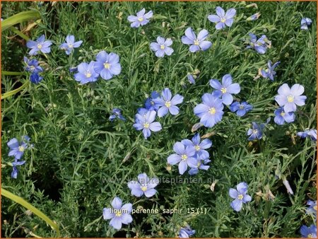 Linum perenne &#39;Saphir&#39;