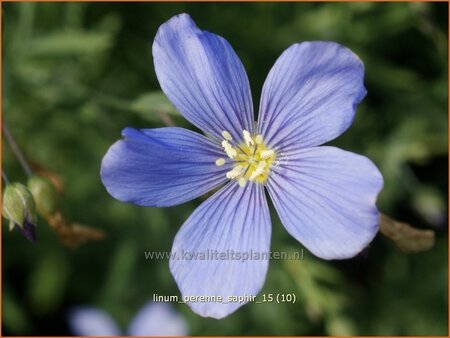Linum perenne 'Saphir'
