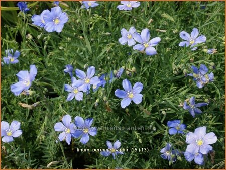 Linum perenne 'Saphir'