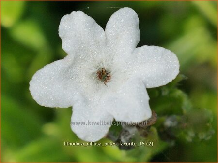 Lithodora diffusa &#39;Pete&#39;s Favorite&#39;