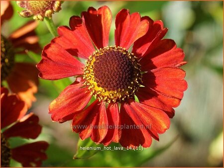 Helenium 'Hot Lava'