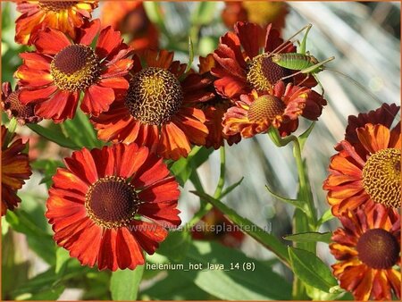 Helenium 'Hot Lava'