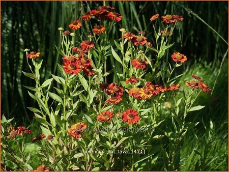 Helenium 'Hot Lava'