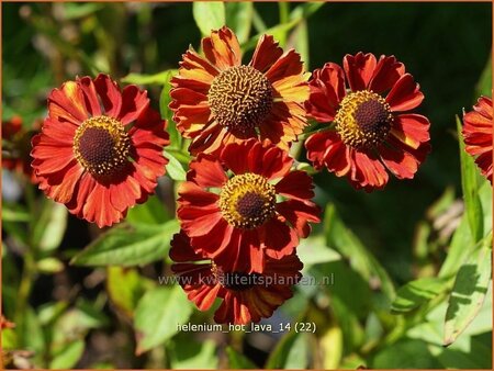 Helenium 'Hot Lava'