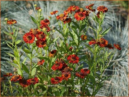 Helenium 'Hot Lava'