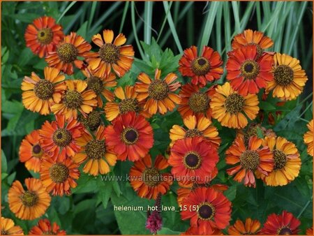 Helenium 'Hot Lava'