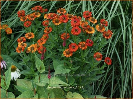 Helenium 'Hot Lava'