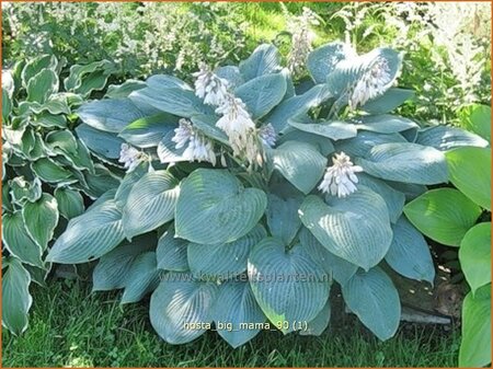 Hosta &#39;Big Mama&#39;