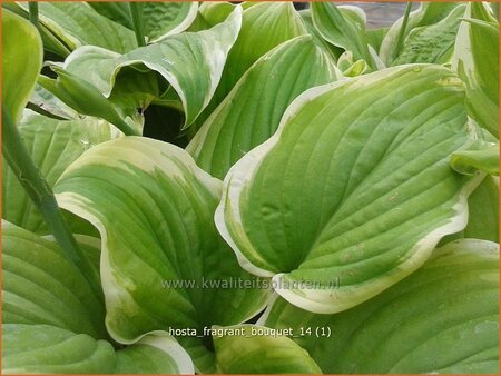 Hosta &#39;Fragrant Bouquet&#39;