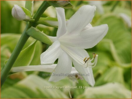 Hosta 'Fragrant Bouquet'