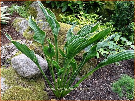 Hosta 'Praying Hands'