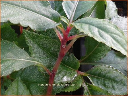 Impatiens omeiana &#39;Ice Storm&#39;