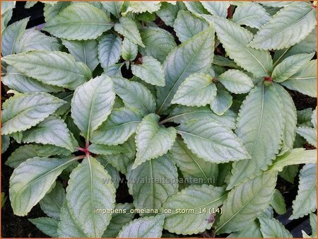 Impatiens omeiana &#39;Ice Storm&#39;