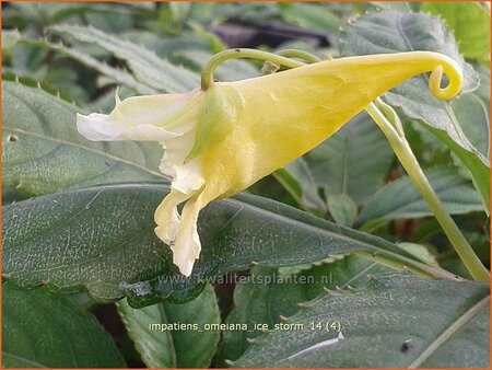 Impatiens omeiana &#39;Ice Storm&#39;