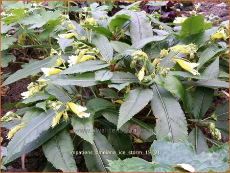 Impatiens omeiana &#39;Ice Storm&#39;