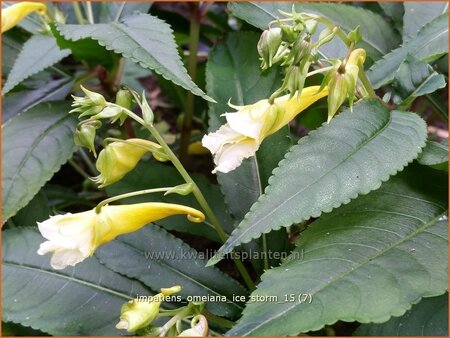 Impatiens omeiana &#39;Ice Storm&#39;