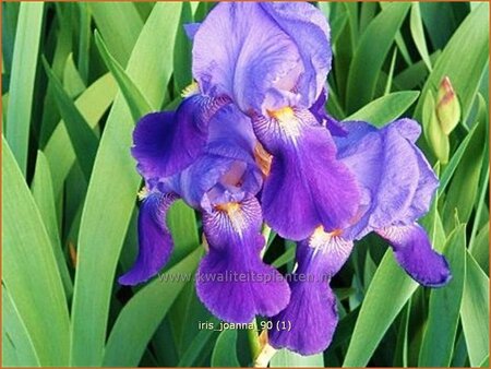 Iris germanica 'Joanna'