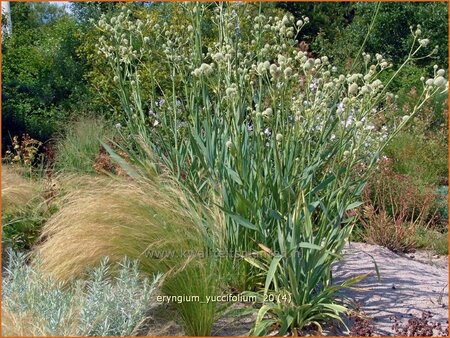 Eryngium yuccifolium