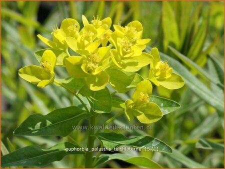 Euphorbia palustris &#39;Teichlaterne&#39;