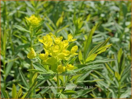 Euphorbia palustris &#39;Teichlaterne&#39;