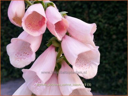 Digitalis purpurea &#39;Apricot Beauty&#39;