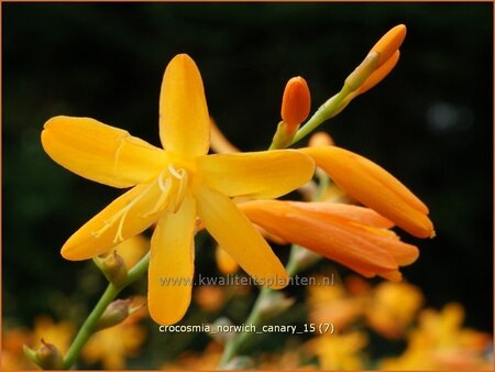 Crocosmia &#39;Norwich Canary&#39;