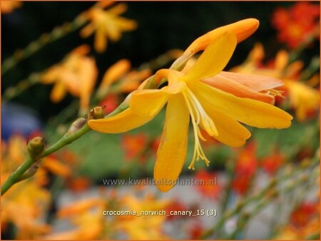 Crocosmia &#39;Norwich Canary&#39;