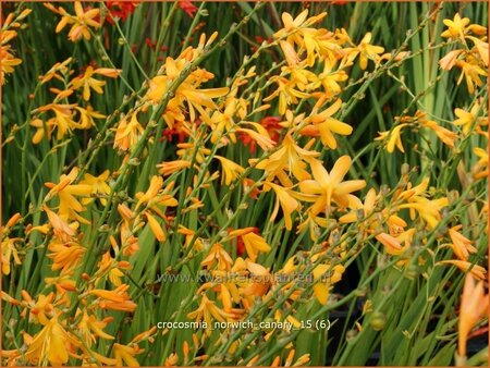 Crocosmia &#39;Norwich Canary&#39;