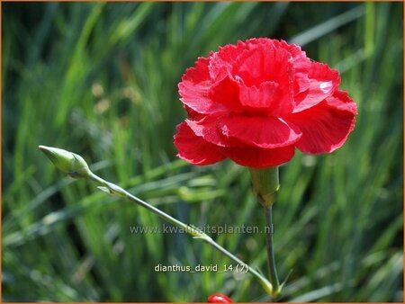 Dianthus 'David'