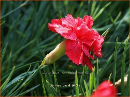 Dianthus 'David'