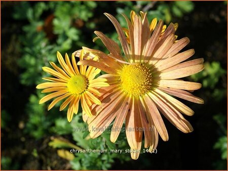 Chrysanthemum &#39;Mary Stoker&#39;