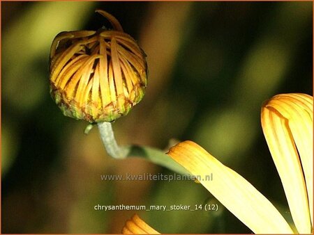 Chrysanthemum &#39;Mary Stoker&#39;