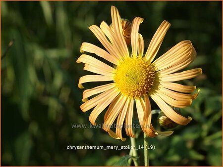 Chrysanthemum &#39;Mary Stoker&#39;