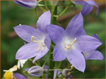 Campanula pyramidalis