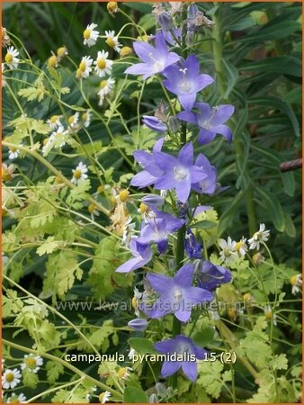 Campanula pyramidalis