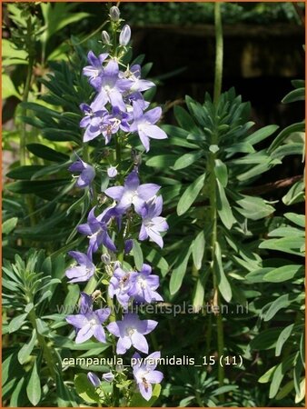 Campanula pyramidalis