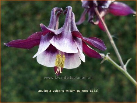 Aquilegia vulgaris &#39;William Guiness&#39;