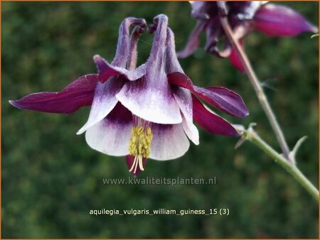 Aquilegia vulgaris 'William Guiness'