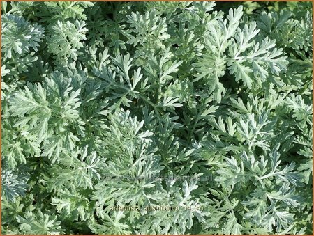 Artemisia absinthium
