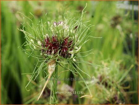 Allium &#39;Hair&#39;