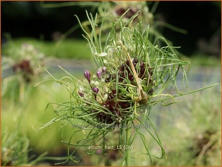 Allium &#39;Hair&#39;