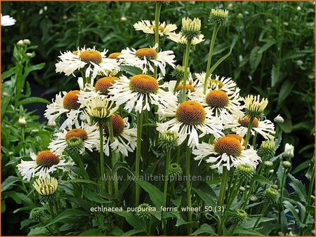 Echinacea purpurea &#39;Ferris Wheel&#39;