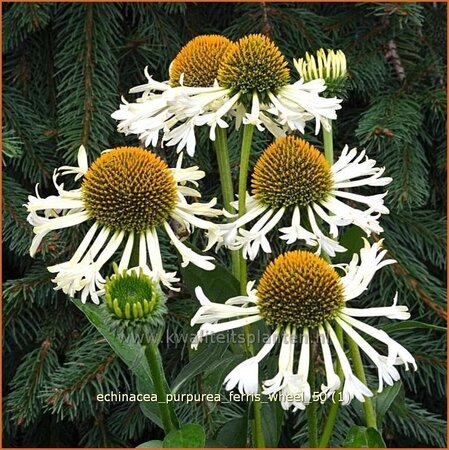 Echinacea purpurea &#39;Ferris Wheel&#39;