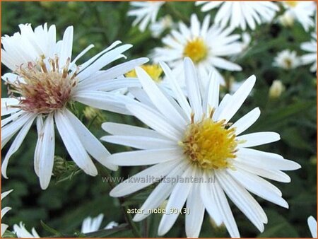 Aster 'Niobe'