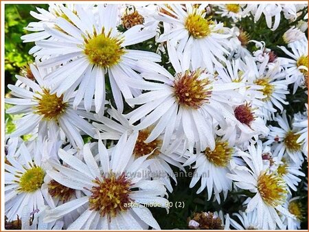 Aster 'Niobe'